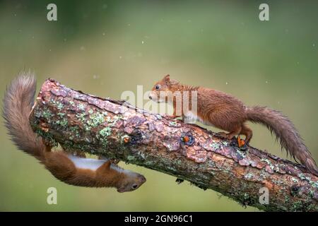 Zwei eurasische rote Eichhörnchen (Sciurus vulgaris) spielen auf dem Ast Stockfoto