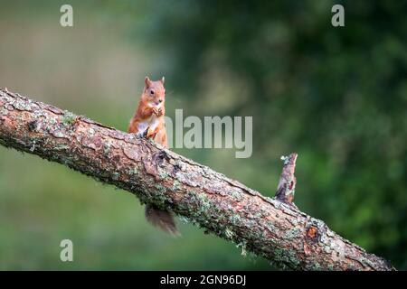 Auf dem Ast stehendes eurasisches Rothörnchen (Sciurus vulgaris) Stockfoto