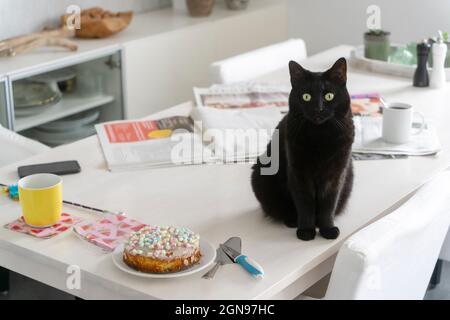 Schwarze Katze sitzt bei Kuchen auf weißem Esstisch zu Hause Stockfoto