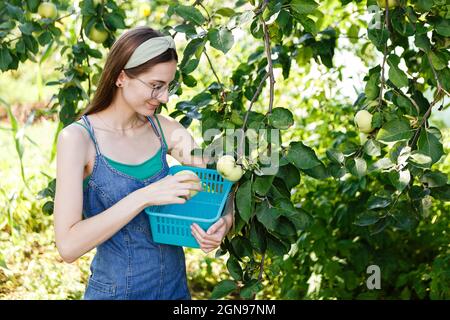 Junge Frau sammelt Äpfel in einem Korb Stockfoto