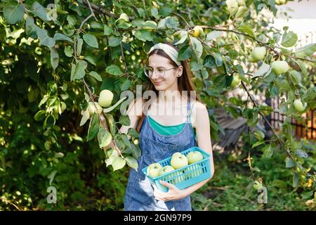 Junge Frau sammelt Äpfel in einem Korb Stockfoto