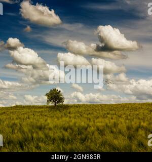 Wolken über dem Gerstenfeld im Frühling mit einem einzigen Baum, der im Hintergrund wächst Stockfoto