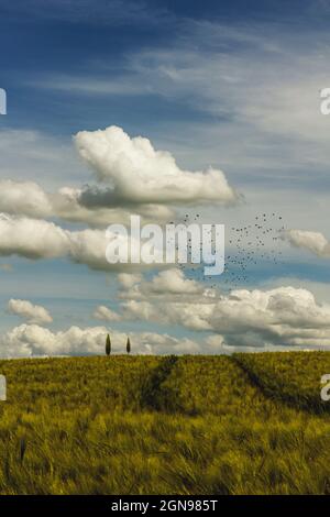 Wolken über dem Gerstenfeld im Frühling mit Vogelscharen, die in der Ferne fliegen Stockfoto