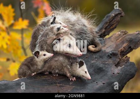 Virginia opossum (Didelphis virginiana) mit Joeys aufgetürmt schaut direkt von oben Log Autumn - Gefangene Tiere Stockfoto