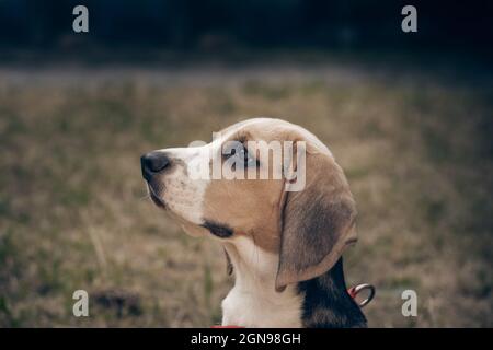 Nahaufnahme Portrait Of Beautiful Puppy Of English Beagle Stockfoto