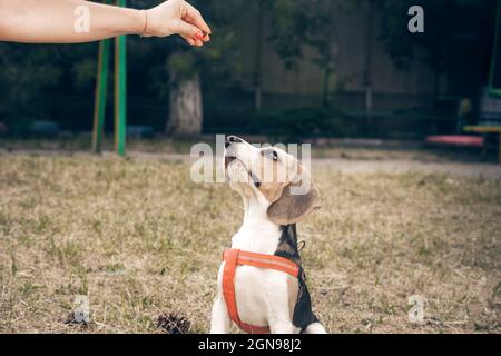 Hundegenuss. Hunderasse Beagle Stockfoto