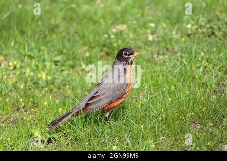 Nahaufnahme, Seitenansicht oder Profil eines amerikanischen Rotkehlchen, der im Frühjahr auf dem Boden steht und von grünem Gras umgeben ist Stockfoto