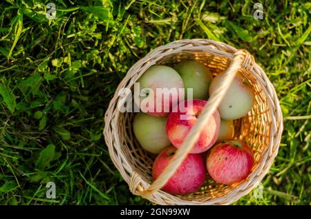 Reife Äpfel in einem Korb auf dem Gras, Draufsicht Stockfoto