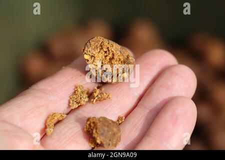 Köder auf einem großen Karpfen mit einem Netz und einer baat auf einem großen See. Stockfoto
