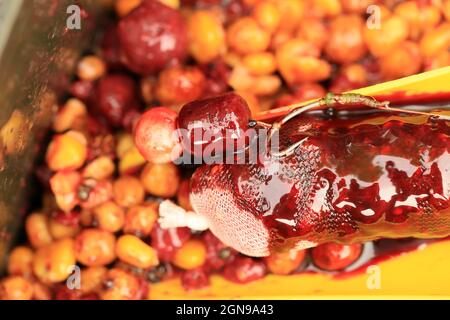 Köder auf einem großen Karpfen mit einem Netz und einer baat auf einem großen See. Stockfoto