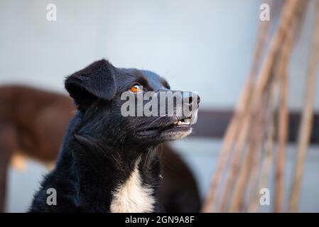 Schwarzer Hund mit kurzen Ohren geht in georgien Stockfoto
