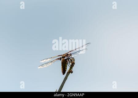 Eine gelbe Fliege mit einem gelben Bauch. Libellula depressa Nahaufnahme. Transparente Insektenflügel mit einer sichtbaren Aderstruktur. Ein Makrofoto eines großen ins Stockfoto
