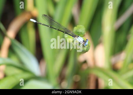 Auf einer ungeöffneten Blütenknospe thront eine blaue Damselfliege (Enallagma cyathigerum). Stockfoto