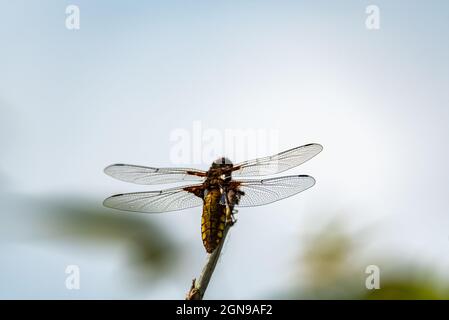 Eine gelbe Fliege mit einem gelben Bauch. Libellula depressa Nahaufnahme. Transparente Insektenflügel mit einer sichtbaren Aderstruktur. Ein Makrofoto eines großen ins Stockfoto