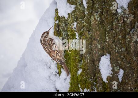 Eurasischer Baumkäfer sucht im Winter nach Nahrung (Certhia familiaris) Stockfoto