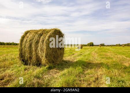 Heurollen von frisch gerolltem Gras für die Winterfütterung von Nutztieren befinden sich auf dem Hintergrund des Feldes und anderer Rollen von gemähtem Gras. Stockfoto