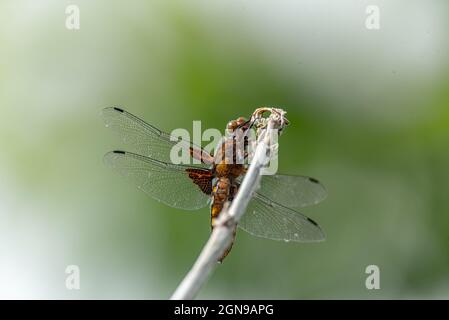 Eine gelbe Fliege mit einem gelben Bauch. Libellula depressa Nahaufnahme. Transparente Insektenflügel mit einer sichtbaren Aderstruktur. Ein Makrofoto eines großen ins Stockfoto