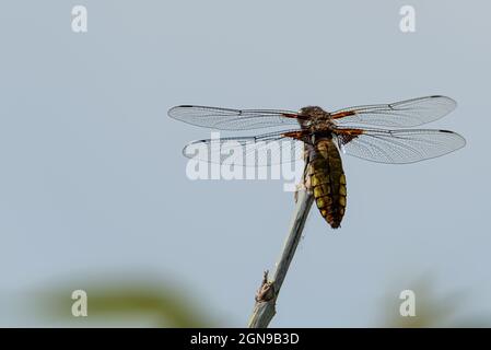 Eine gelbe Fliege mit einem gelben Bauch. Libellula depressa Nahaufnahme. Transparente Insektenflügel mit einer sichtbaren Aderstruktur. Ein Makrofoto eines großen ins Stockfoto