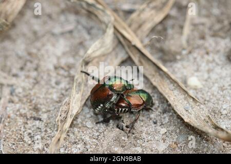 Ein Paar japanischer Käfer (Popillia japanica) paart sich auf dem Sand. Stockfoto