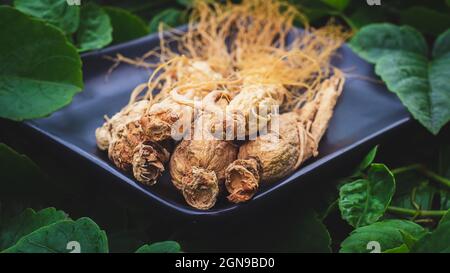 Trockene Ginseng-Wurzel auf der schwarzen Platte mit grünem Naturhintergrund Stockfoto