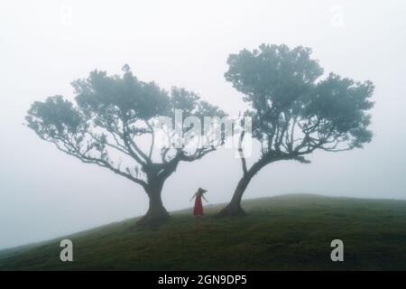 Der geheimnisvolle Fanalwald ist eine der Hauptattraktionen auf der Insel Madeira, vor allem für Fotografen wegen seiner nebligen und geheimnisvollen Atmosphäre Stockfoto