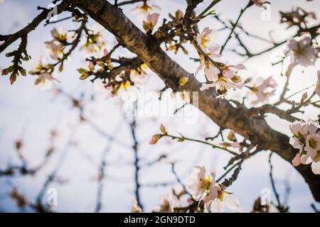 Weicher Fokus von weißen Mandelblüten, die auf einem Baum in einem Obstgarten vor einem klaren blauen Himmel blühen Stockfoto