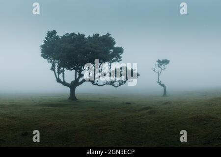 Der geheimnisvolle Fanalwald ist eine der Hauptattraktionen auf der Insel Madeira, vor allem für Fotografen wegen seiner nebligen und geheimnisvollen Atmosphäre Stockfoto