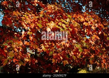 Farbenfrohe Herbstfärbung im Nordosten von Ohio Stockfoto