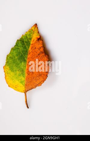 Mehrfarbige Herbstblatt auf weißem Hintergrund Herbstblätter schneiden orange gelb grün rot Birke Blatt Birke Blatt Stockfoto