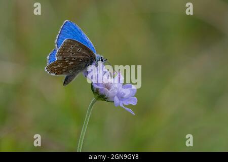 Der männliche Adonis Blue-Polyommatus bellargus ernährt sich von kleinen scheußlichen Pincushion-Scabiosa columbaria. Stockfoto