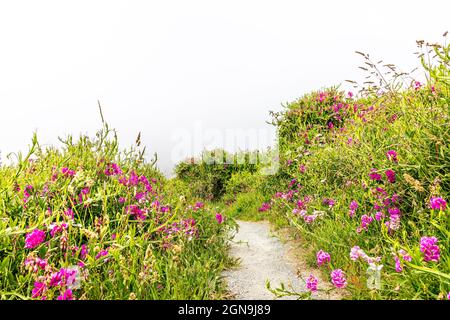 Naturlehrpfad zwischen Wildblumen an der Küste von Oregon Stockfoto