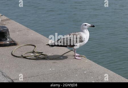 Möwe steht am Hafen mit Seil auf dem Boden mit Copyspace Stockfoto