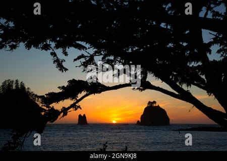 Seastack Dusk, La Push, Quileute Indian Reservation, Washington Stockfoto