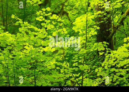 Vine Maple (Acer circinatum) entlang des Bogachiel Rain Forest Trail, Olympic National Forest, Washington Stockfoto