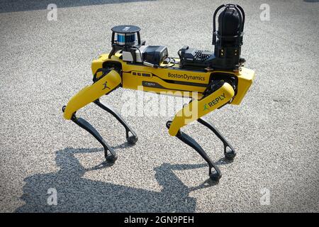 Gelber Roboterhund, geeignet für industrielle Detektion und Fernbetrieb. Mini Robot Guard Spot. Turin, Italien - September 2021 Stockfoto