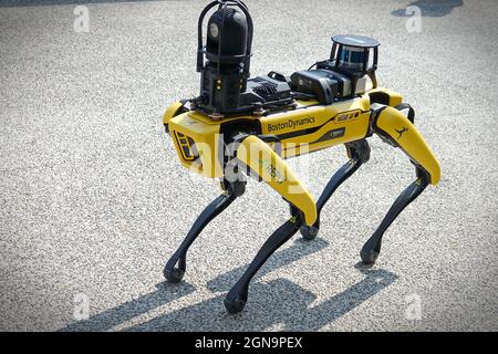 Gelber Roboterhund, geeignet für industrielle Detektion und Fernbetrieb. Mini Robot Guard Spot. Turin, Italien - September 2021 Stockfoto