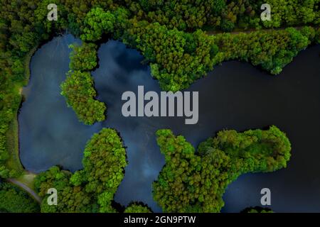 Luftaufnahme des üppigen grünen Regenwalds mit von Bäumen bedeckten Inseln, umgeben von Flusswasser in einer tropischen Amazonas- oder Thailandumgebung Stockfoto