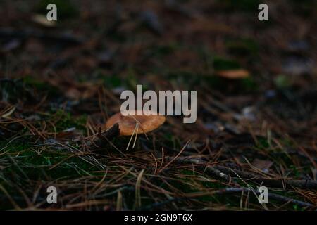 Defocus-Täubling giftiger Pilz, Milchkappe, unter trockenem Gras, Blättern und Nadeln. Pilzpilz wächst im grünen Wald auf Moos. Boletus versteckt sich Stockfoto