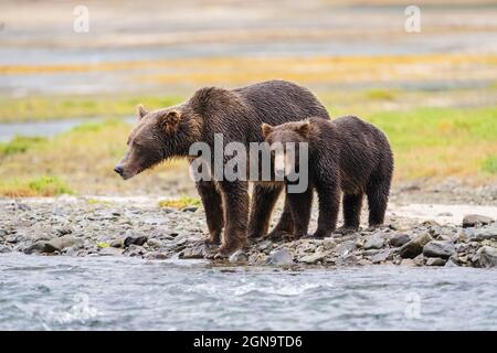 Braunbär sät auf der Suche nach Lachs im Katmai National Park im Südwesten Alaskas. Stockfoto