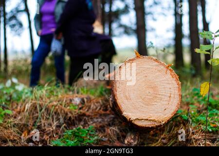 Unschärfe log von Kiefern im Herbstwald. Säge Holz. Säge Schnitt einer großen Kiefer. Natur Holz draußen, im Freien. Menschen Silhouetten auf dem Hintergrund Stockfoto