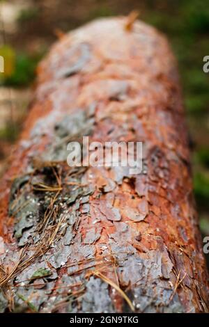 Unschärfe-Textur von Baumrinde. Baumstamm aus Kiefern im Herbstwald. Säge Holz. Säge Schnitt einer großen Kiefer. Natur Holz draußen, im Freien. Vertikal Stockfoto