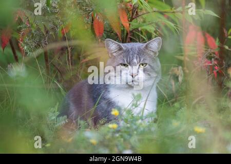 Graue Wildkatze im Herbst Stockfoto