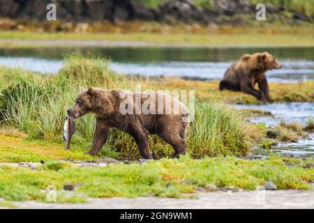 Brown Bear geht in die Abgeschiedenheit von Sumpfgras, um Lachs im Katmai National Park im Südwesten Alaskas zu konsumieren. Stockfoto