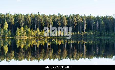 Waldsee mit Spiegelung von grünen Bäumen im Wasser. Schöner Herbst im Wald. Schönheit der Natur pur Stockfoto