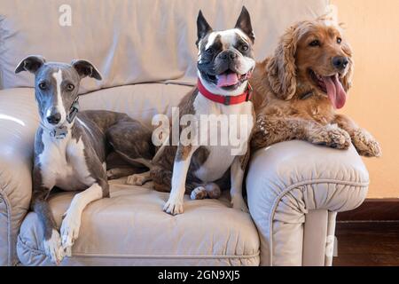 Drei Hunde, Boston Terrier, Cocker Spaniel, Whippet auf einem großen weißen Stuhl Stockfoto