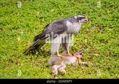 Nördliche Goshawk auf der Snowshoe Hare in Südzentralalaska. Stockfoto