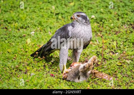 Nördliche Goshawk auf der Snowshoe Hare in Südzentralalaska. Stockfoto