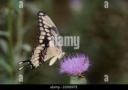 Riesenschwalbenschwanz, Heraclides-Krephonten, flattern und Nektaren auf der hohen Distel, Cirsium altissimum Stockfoto