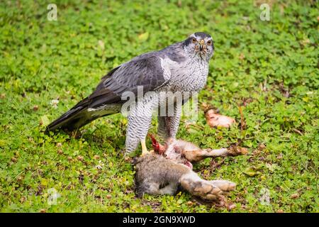 Nördliche Goshawk auf der Snowshoe Hare in Südzentralalaska. Stockfoto