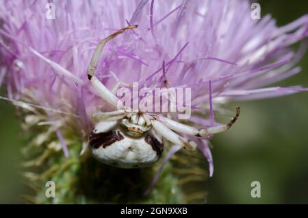 Weißbänderige Krabbenspinne, Misumenoides formosipes, lauert auf dem großen Thistle, Cirsium altissimum Stockfoto